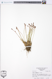 Juncus drummondii image