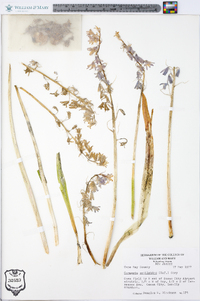 Camassia scilloides image