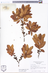 Morella caroliniensis image