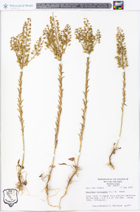 Lepidium campestre image