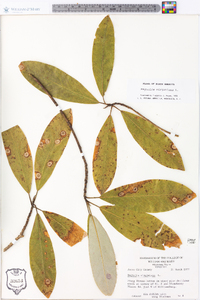 Magnolia virginiana image