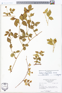 Rubus flagellaris image