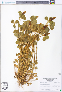 Trifolium incarnatum image