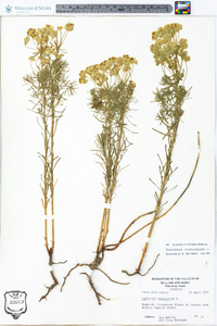 Euphorbia cyparissias image