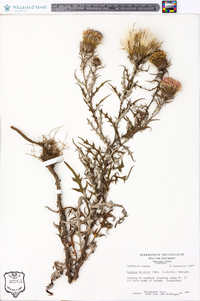 Cirsium discolor image