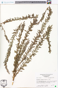 Lespedeza cuneata image