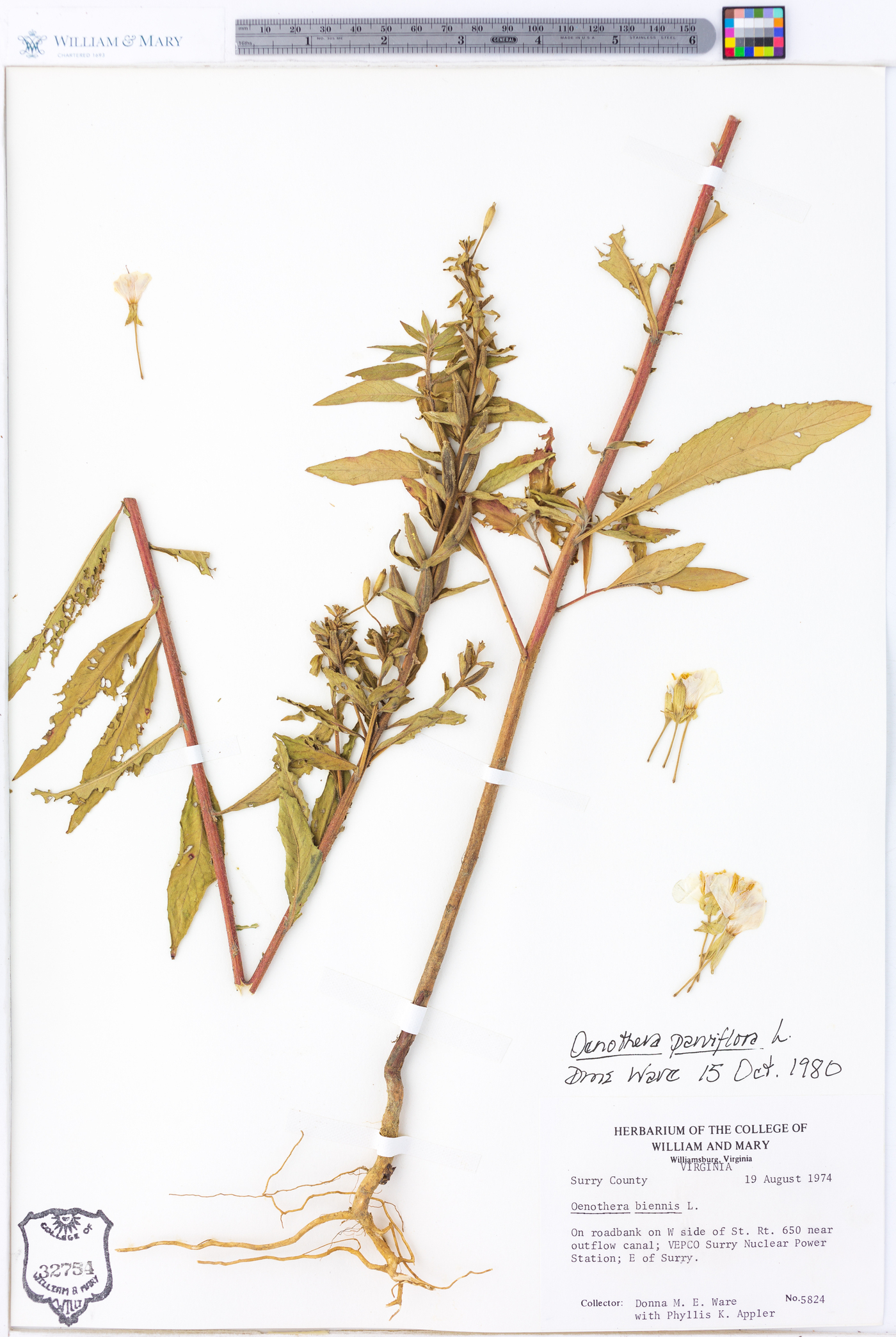 Oenothera parviflora image