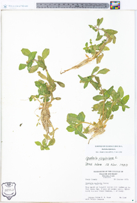 Gratiola virginiana image