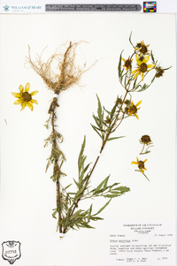 Bidens polylepis image