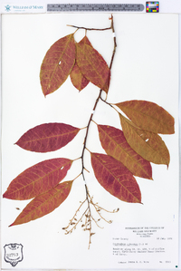 Oxydendrum arboreum image