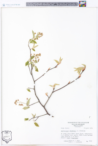 Amelanchier canadensis image