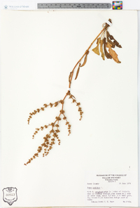 Rumex pulcher image