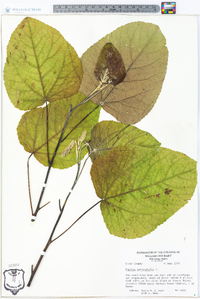 Populus heterophylla image