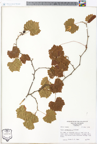Vitis rotundifolia image