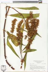 Rumex verticillatus image