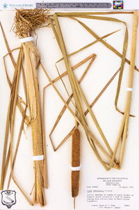 Typha domingensis image