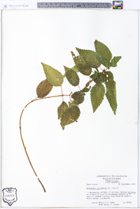 Image Associated With the Occurence