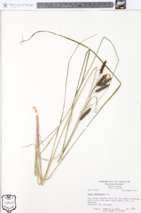 Carex glaucescens image