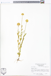 Polygala lutea image