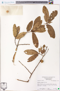 Quercus incana image