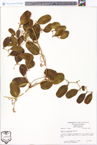 Smilax auriculata image