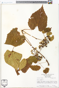 Vitis vulpina image