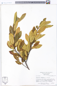 Amelanchier canadensis image