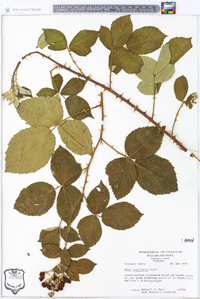 Rubus cuneifolius image