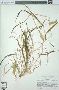 Polypogon monspeliensis image