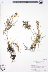 Juncus repens image