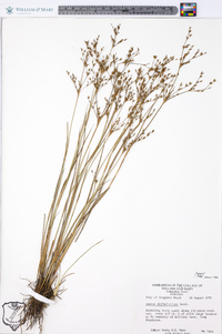 Juncus diffusissimus image