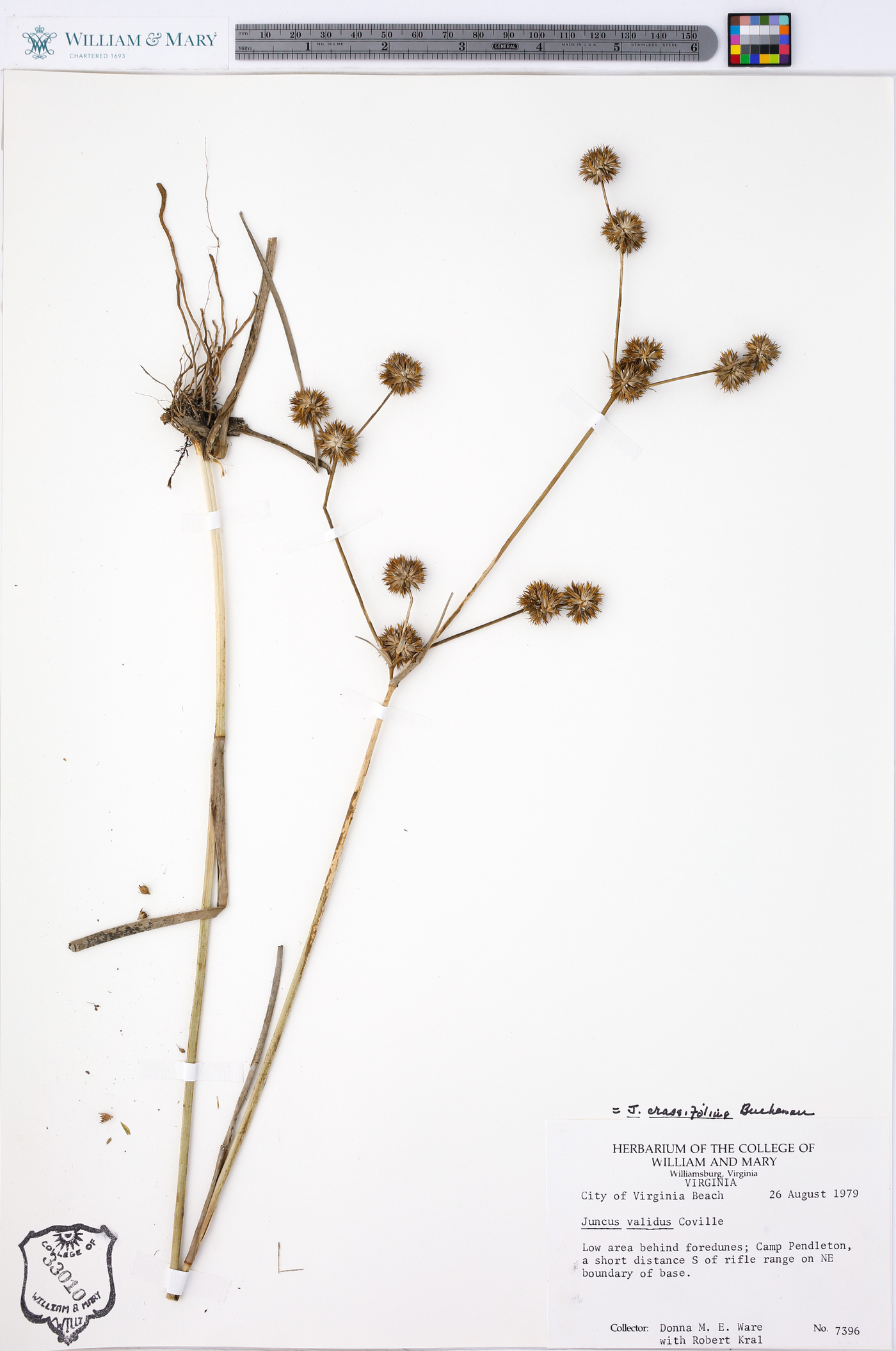 Juncus crassifolius image