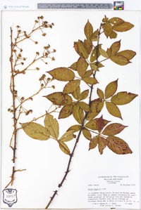 Rubus argutus image