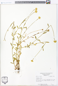 Polygala lutea image