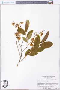 Lyonia mariana image