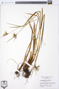 Eriophorum viridicarinatum image