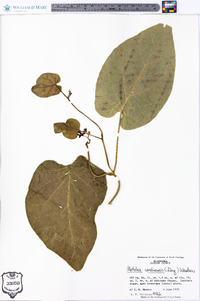 Matelea carolinensis image