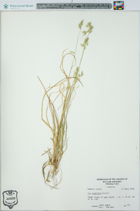 Poa cuspidata image