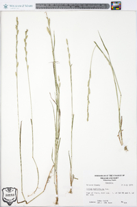 Lolium perenne subsp. multiflorum image