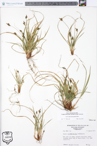 Carex nigromarginata image