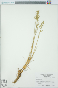 Poa bulbosa image