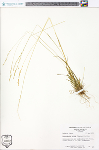 Sphenopholis nitida image