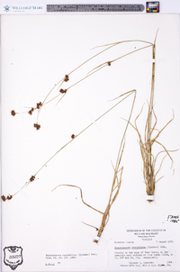 Rhynchospora capitellata image