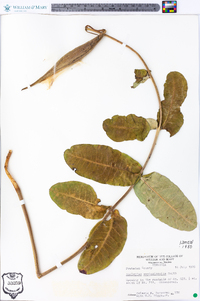 Asclepias amplexicaulis image