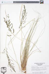 Eragrostis curvula image