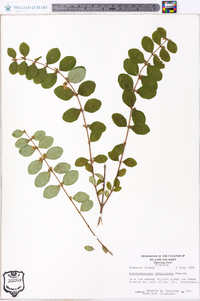 Symphoricarpos orbiculatus image