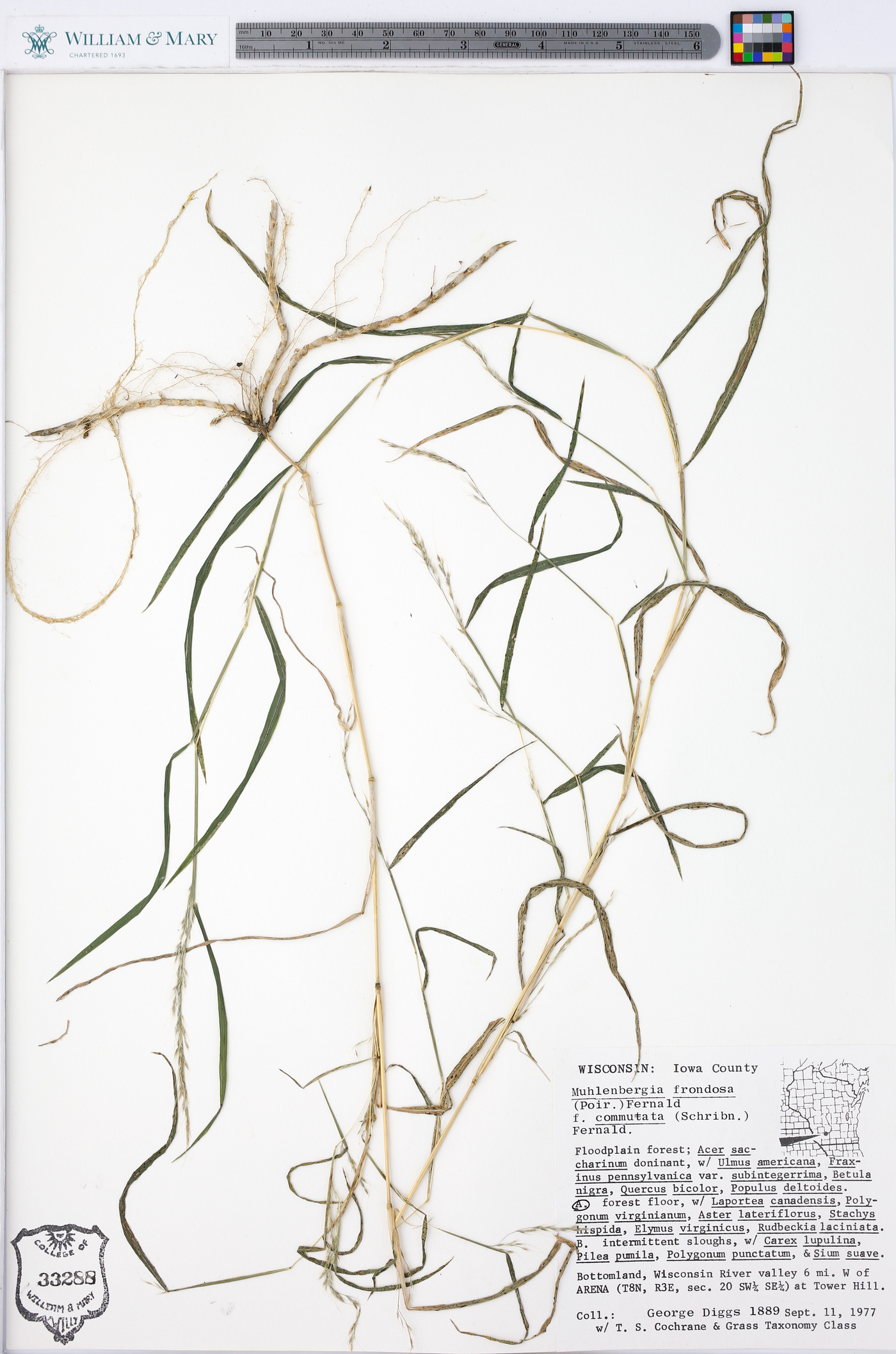 Muhlenbergia frondosa f. commutata image