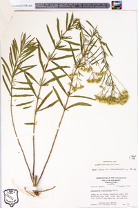 Eupatorium altissimum image