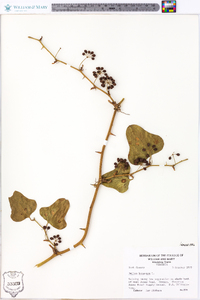 Smilax bona-nox image