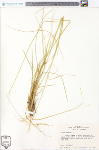 Stipa avenacea image